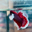 Dumbo Ear Lavender Plakat - Male Betta #079