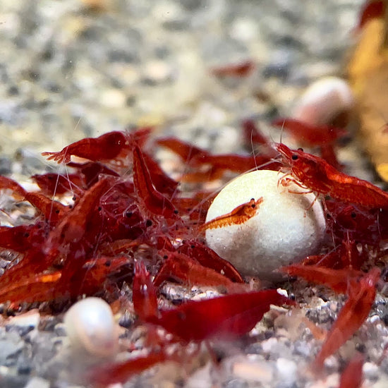 bloody mary neocaridina shrimp