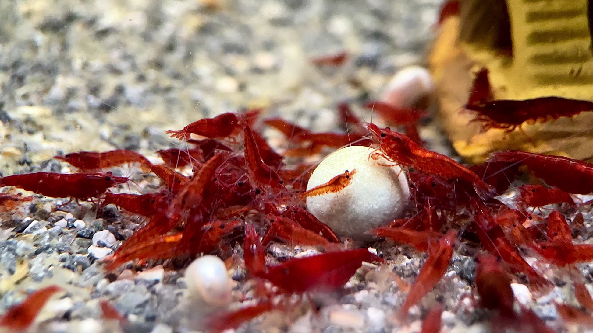 bloody mary neocaridina shrimp