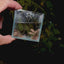 Baby Betta Imbellis
