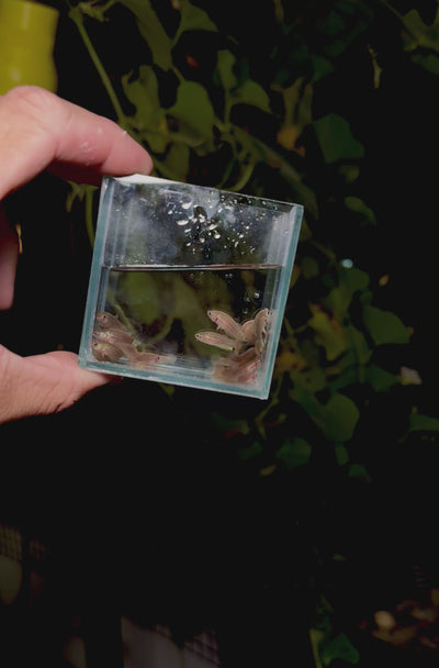 Baby Betta Imbellis