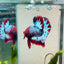 Plakat Red Fancy Male Betta #076
