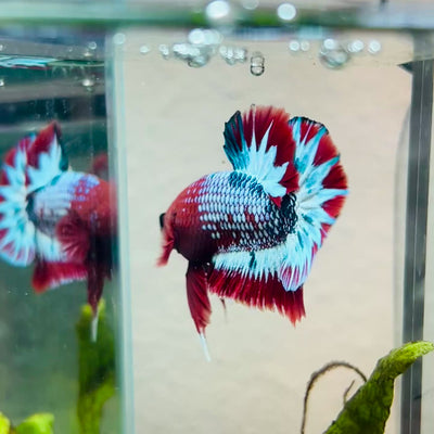 Plakat Red Fancy Male Betta #076