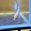 Betta Male Crowntail Yellow Koi #053