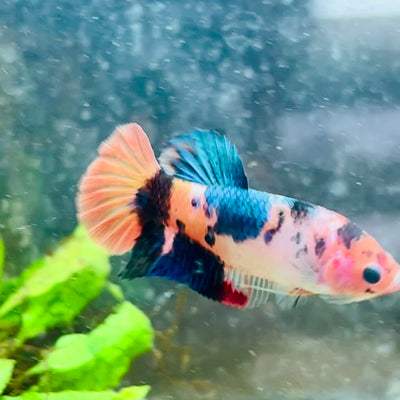 Betta Female Plakat Orange Candy #193