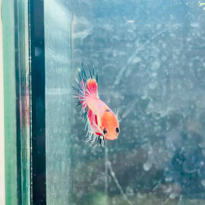 Betta Male Crowntail Koi #140