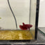 Red Fancy Hellboy Plakat - Female Betta #032