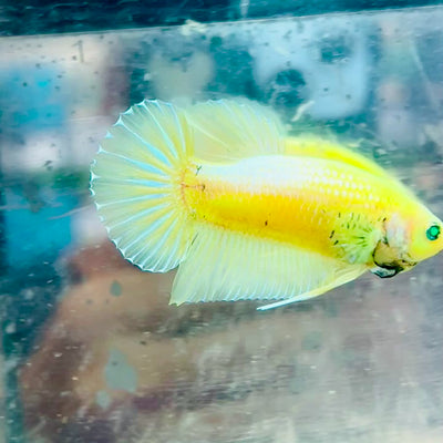 Plakat Metallic Pastel Neon Male Betta #Jul42