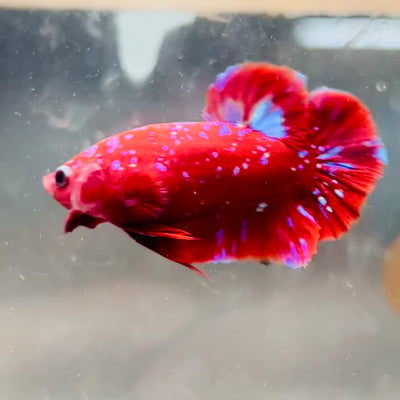 Purple Red Koi Galaxy Plakat - Male Betta #A218