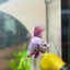 Betta Female Halfmoon Purple Pink #021