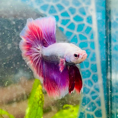 Halfmoon Pink Puprle Male Betta #N37