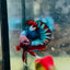 Plakat Red Fancy Copper Male Betta #174