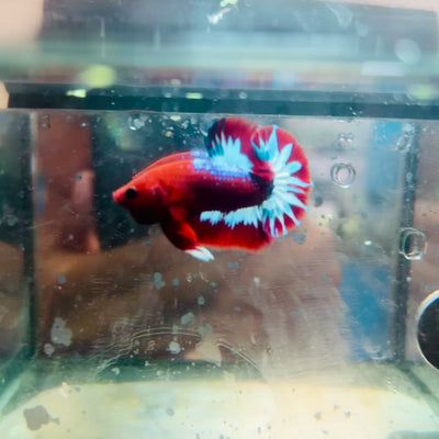 Plakat Red Fancy Hellboy Male Betta #063