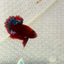 Plakat Red Fancy Copper Male Betta #099