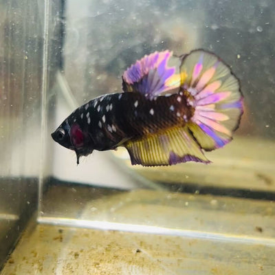 Avarta Yellow Copper Plakat - Female betta 184