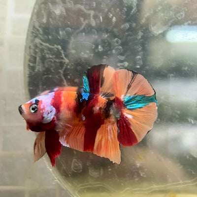 Plakat Nemo Koi Male Betta #087