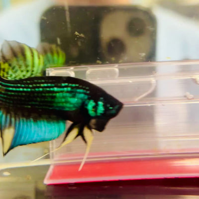 Plakat Imbellis Yellow Green Male Betta #M19