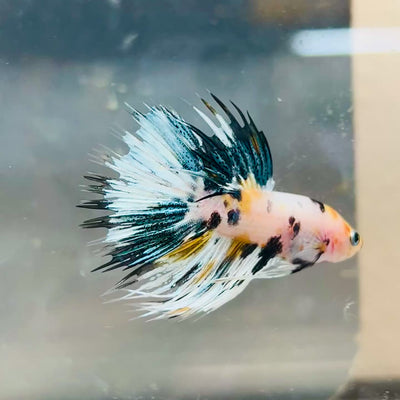 Koi Copper Marble Crowntail - Male Betta #019