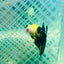 Plakat Bumble Bee Yellow Male Betta #165