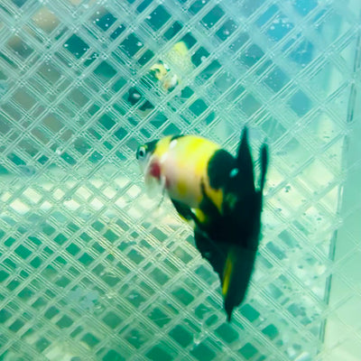 Plakat Bumble Bee Yellow Male Betta #165