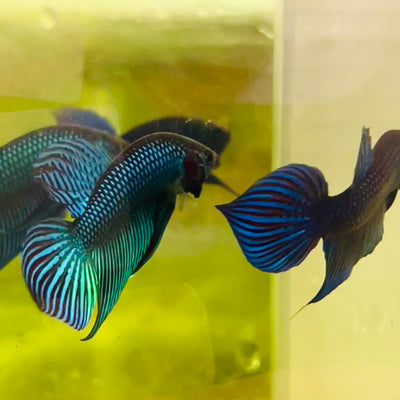 Wild Mahachai Green Male Betta Fish #054