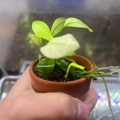 Anubias Nana Thailand White