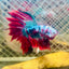 Halfmoon Red Koi Galaxy - Male Betta #065
