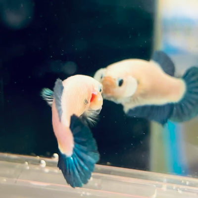 Female Betta Blue Rim Plakat