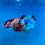 Multicolor Galaxy Plakat - Male Betta 127