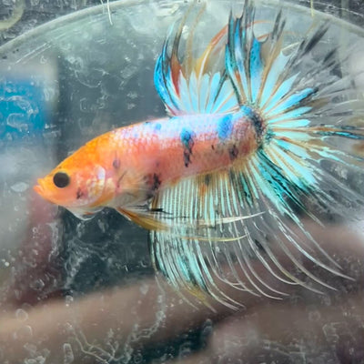 Betta Male Crowntail Blue Orange #N90