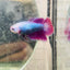 Betta Female Halfmoon Purple Pink #D04