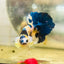 Plakat Blue Yellow Koi Male Betta #128