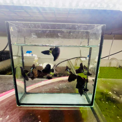 Guppy Fish Black Metal