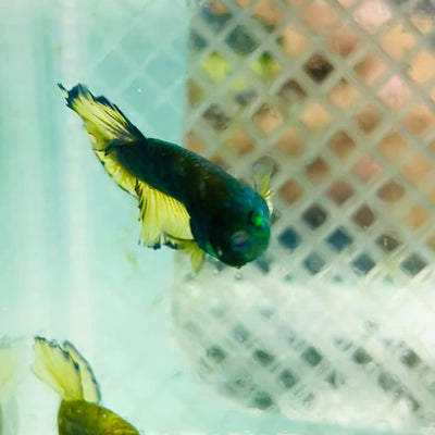Plakat Blue Mustard Gas Neon Male Betta #Jul35