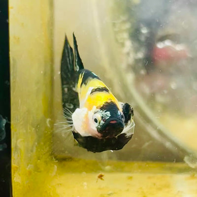 Plakat Bumble Bee Yellow Male Betta #185