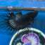 Black Orchid King Crowntail - Male Betta 028