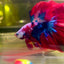 Halfmoon Red Koi Galaxy - Male Betta #155