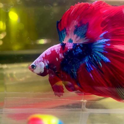 Halfmoon Red Koi Galaxy - Male Betta #155