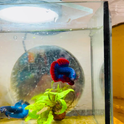 Plakat Red Rim Blue Mascot Male Betta #174