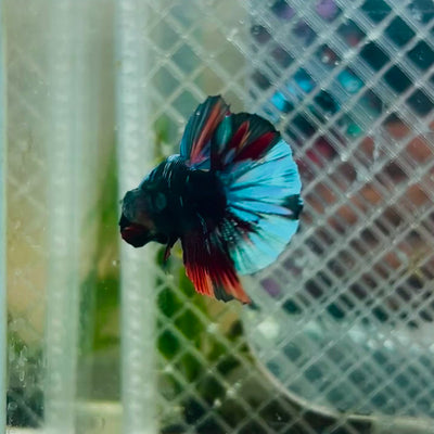Plakat Avatar Nebula Male Betta #045