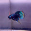 Wild Imbellis Plakat - Male Betta A29