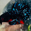 Plakat Avarta Stardust Male Betta #MA39