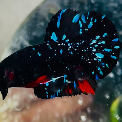 Plakat Avarta Stardust Male Betta #MA39