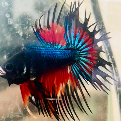 Betta Male Crowntail Nemo Koi #168