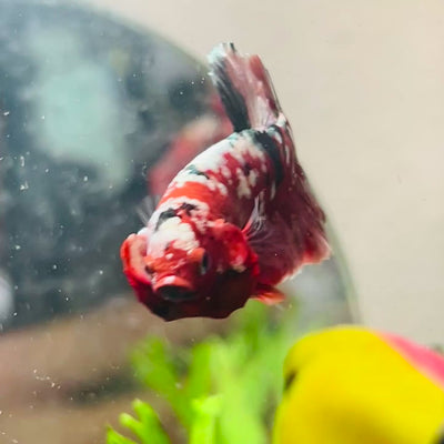 Plakat Red Copper Koi Male Betta #029