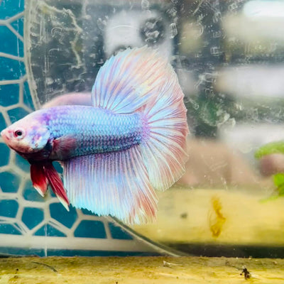 Halfmoon Light Purple Metallic Male Betta #111