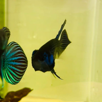 Wild Mahachai Blue Male Betta Fish #014