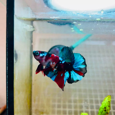 Plakat Red Koi Galaxy Male Betta #101
