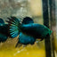 Crowntail Black Copper Neon - Female Betta #JU56