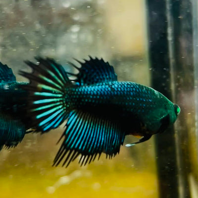 Crowntail Black Copper Neon - Female Betta #JU56